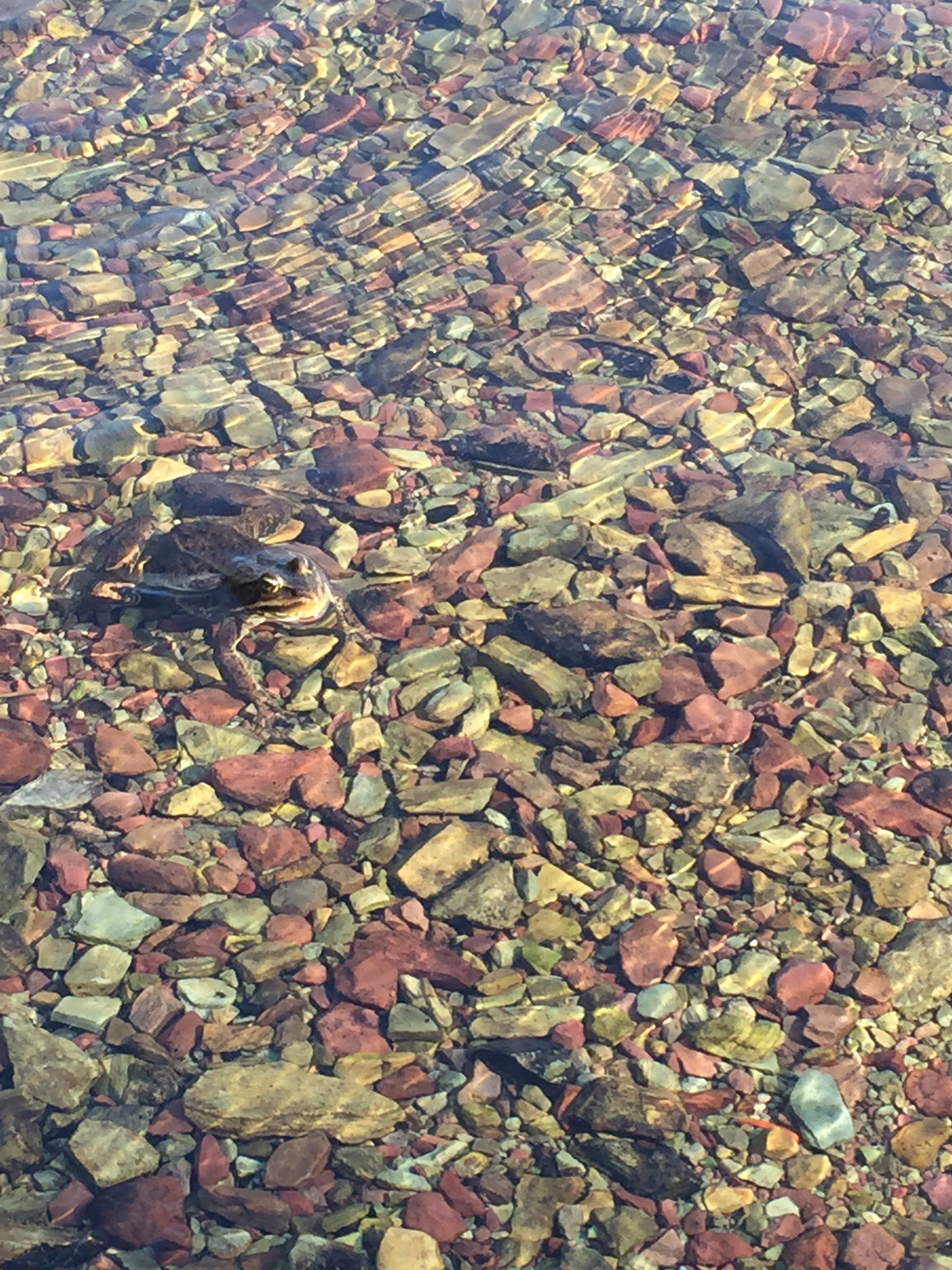 Adventure Haacks: frog